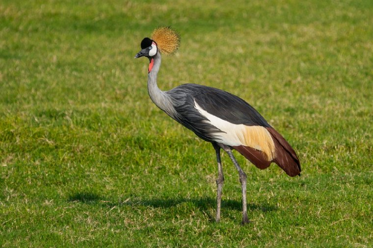 022 Sir Bani Yas.jpg